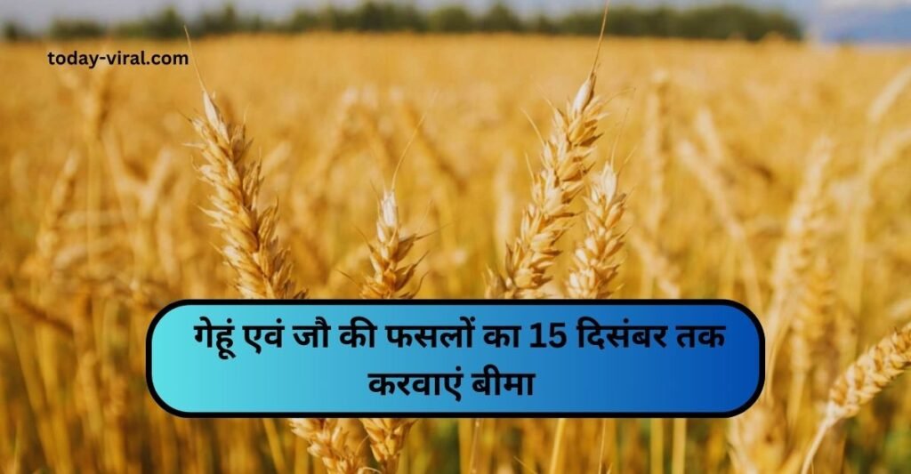 गेहूं एवं जौ की फसलों का 15 दिसंबर तक करवाएं बीमा